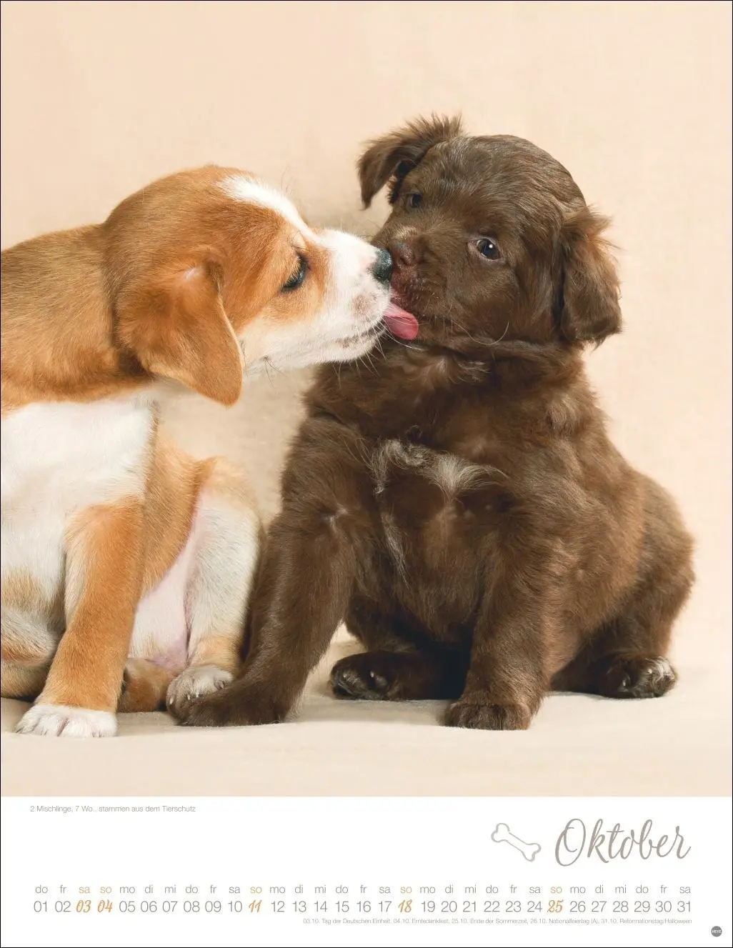 Bild: 9783756410811 | Hundekinder Posterkalender 2026 | Monika Wegler | Kalender | 14 S.