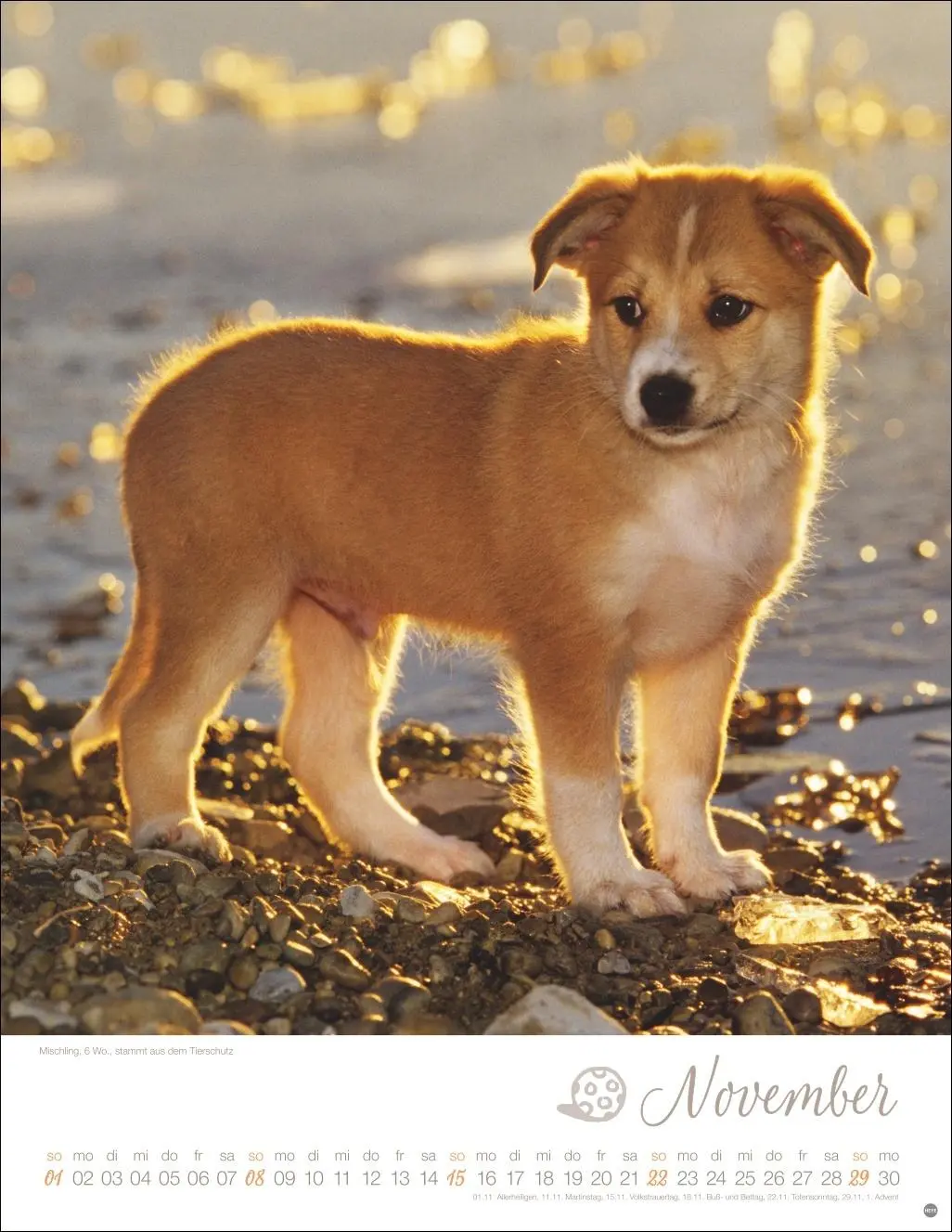 Bild: 9783756410811 | Hundekinder Posterkalender 2026 | Monika Wegler | Kalender | 14 S.