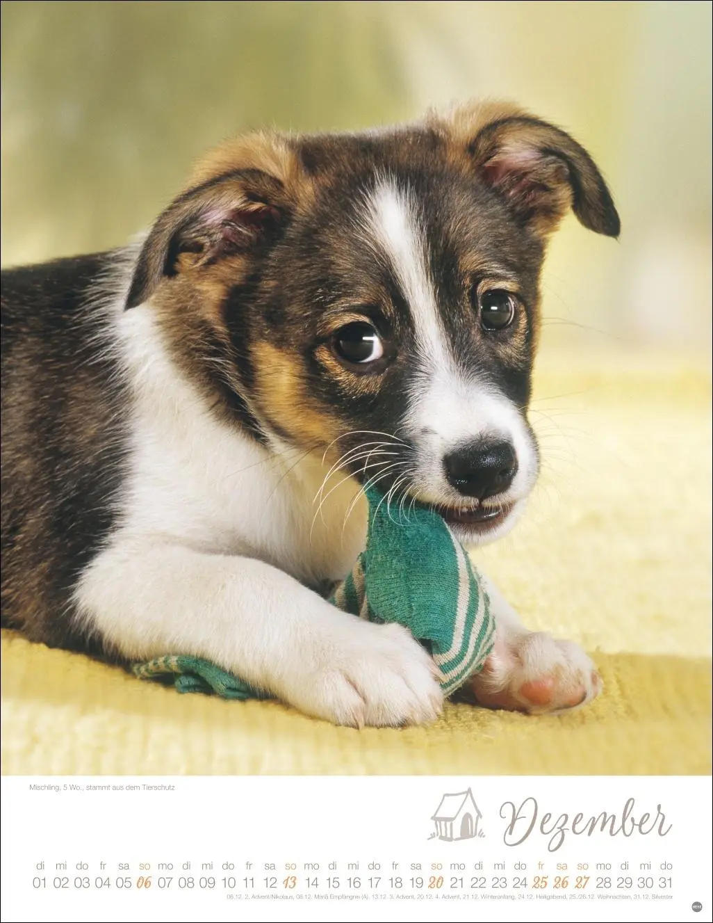 Bild: 9783756410811 | Hundekinder Posterkalender 2026 | Monika Wegler | Kalender | 14 S.