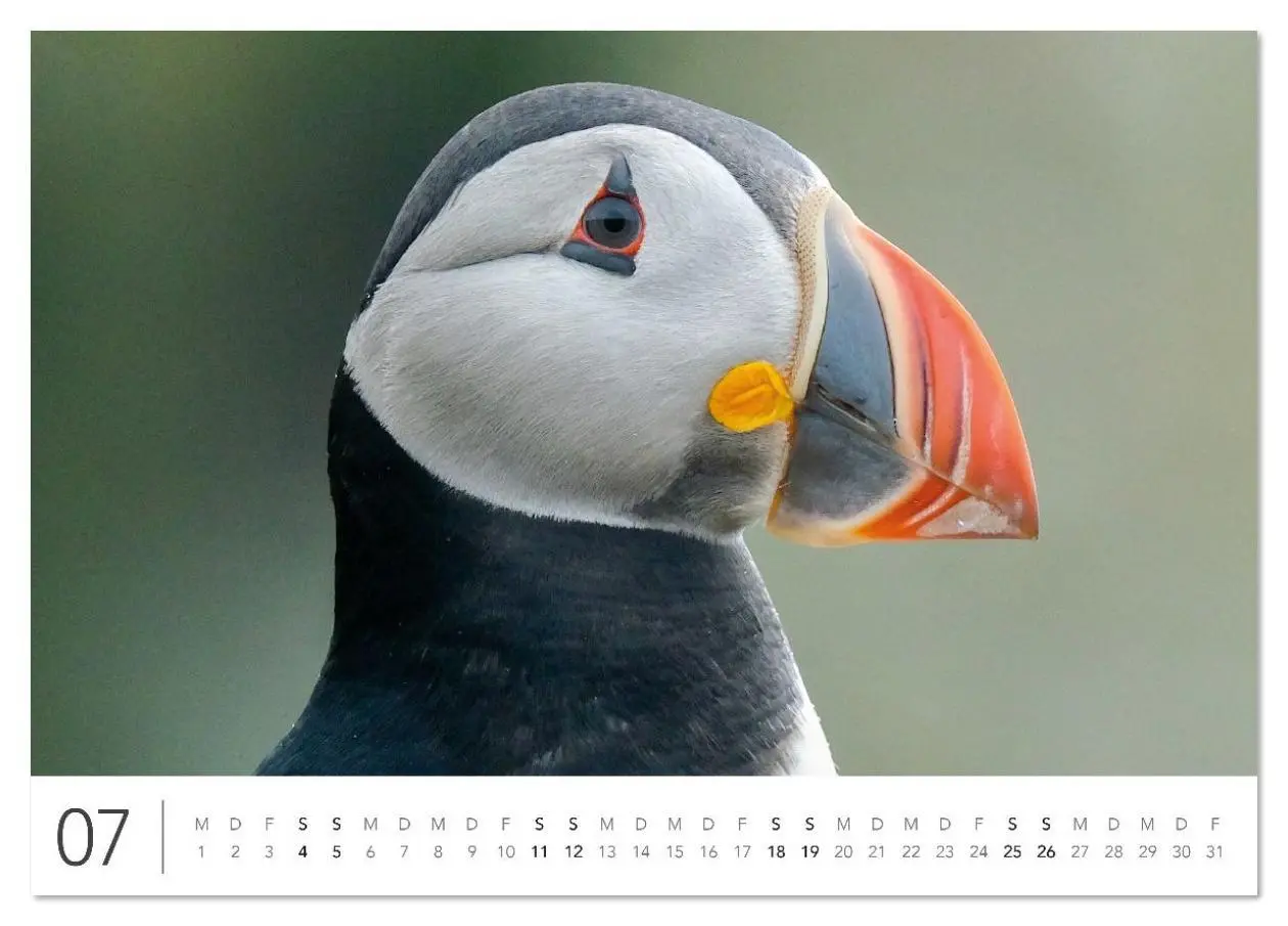 Bild: 9783516631111 | Magisches Island (Tischkalender 2026 DIN A5 quer), CALVENDO...