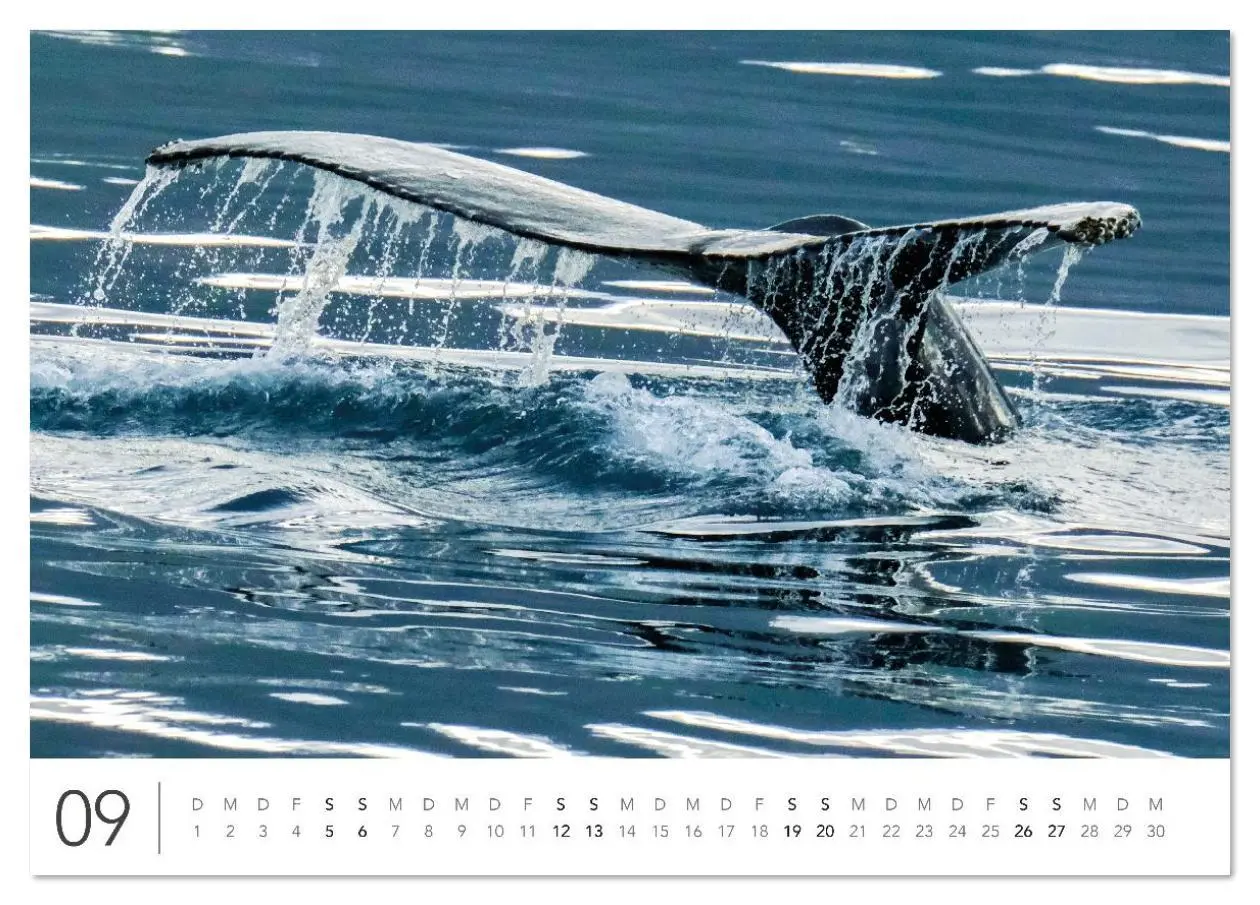 Bild: 9783516631111 | Magisches Island (Tischkalender 2026 DIN A5 quer), CALVENDO...