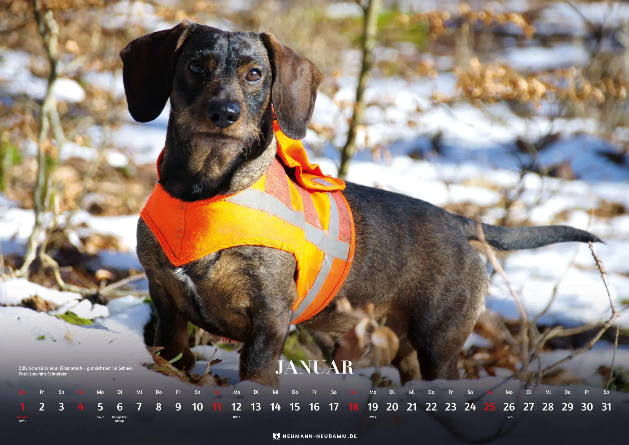 Bild: 9783788821111 | Teckel 2026 | Kalender | 13 S. | Deutsch | 2026 | Neumann-Neudamm GmbH