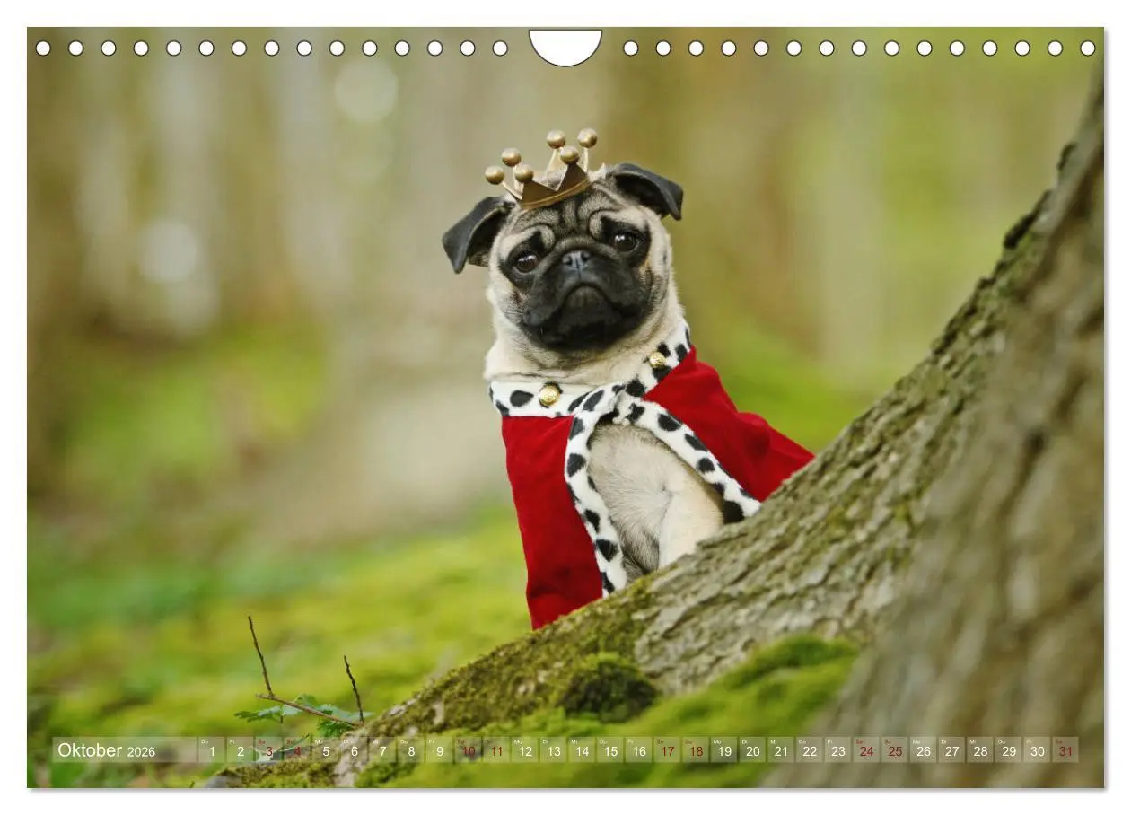 Bild: 9783457901311 | Lustige Möpse aus der Hundeknipserei (Wandkalender 2026 DIN A4...