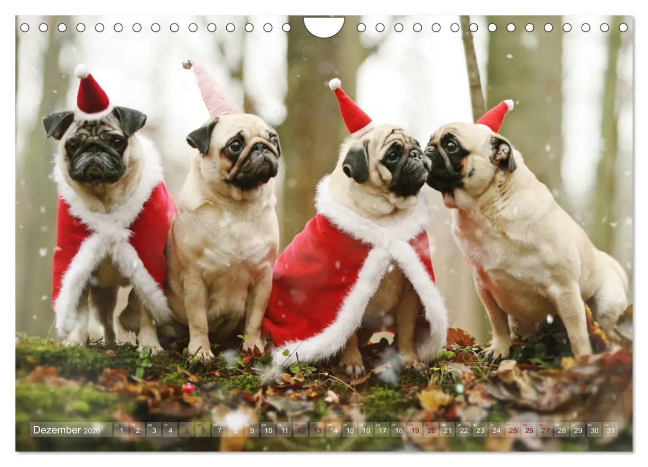 Bild: 9783457901311 | Lustige Möpse aus der Hundeknipserei (Wandkalender 2026 DIN A4...