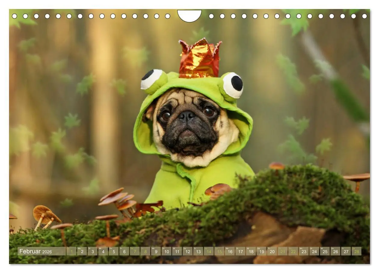 Bild: 9783457901311 | Lustige Möpse aus der Hundeknipserei (Wandkalender 2026 DIN A4...