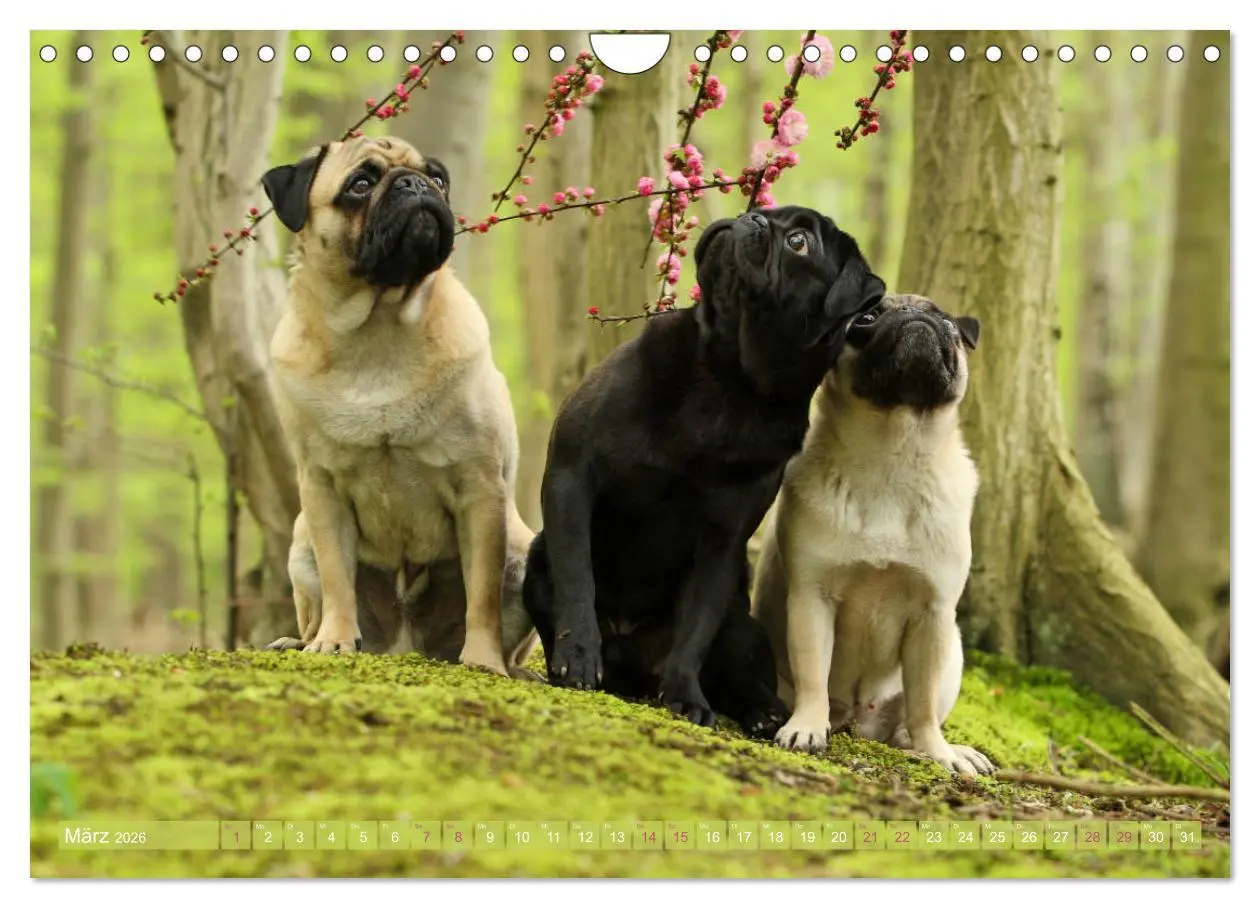 Bild: 9783457901311 | Lustige Möpse aus der Hundeknipserei (Wandkalender 2026 DIN A4...