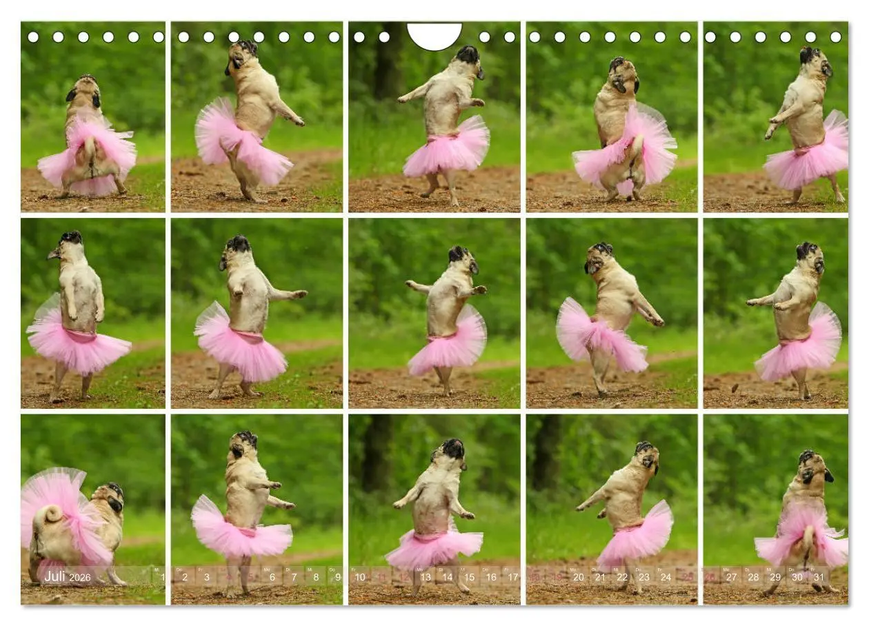 Bild: 9783457901311 | Lustige Möpse aus der Hundeknipserei (Wandkalender 2026 DIN A4...