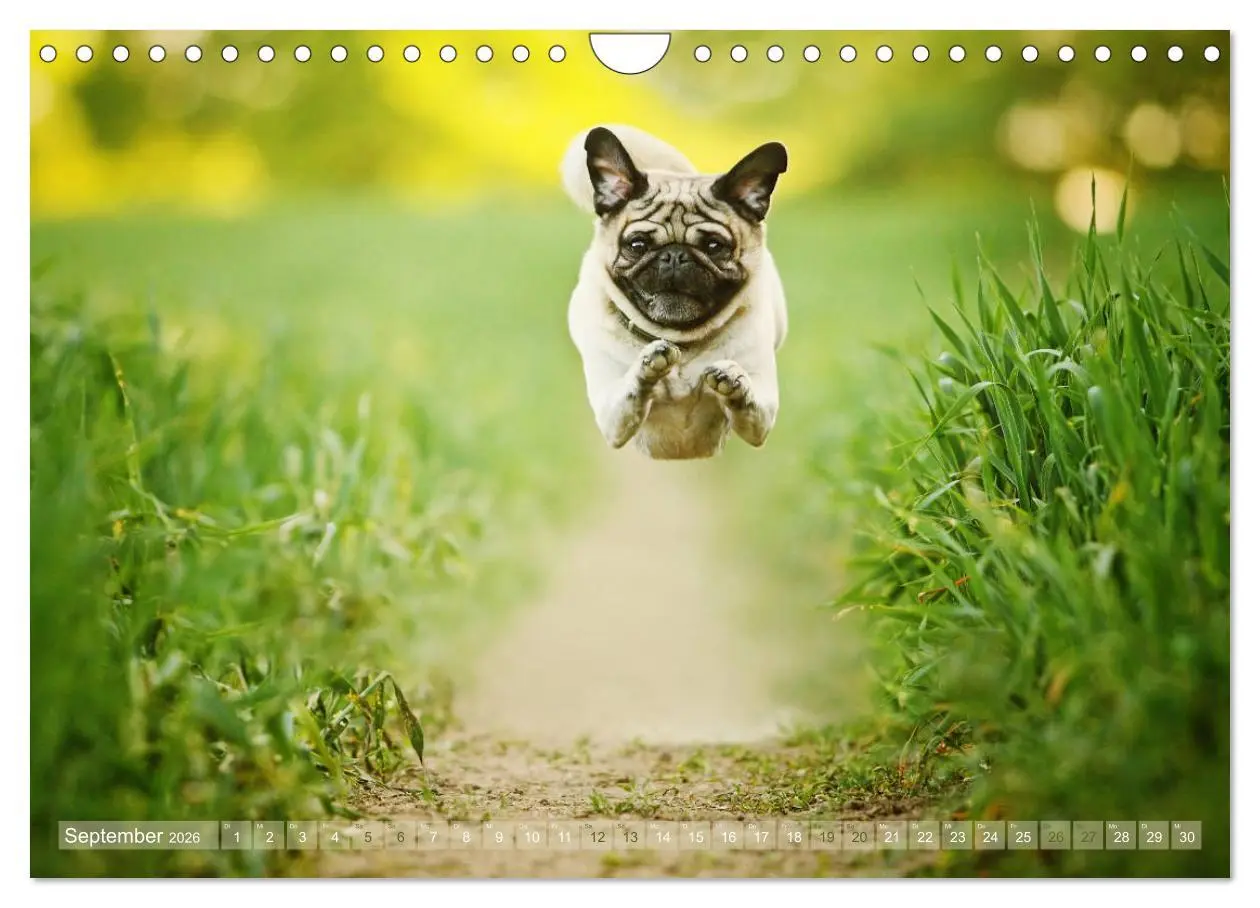 Bild: 9783457901311 | Lustige Möpse aus der Hundeknipserei (Wandkalender 2026 DIN A4...