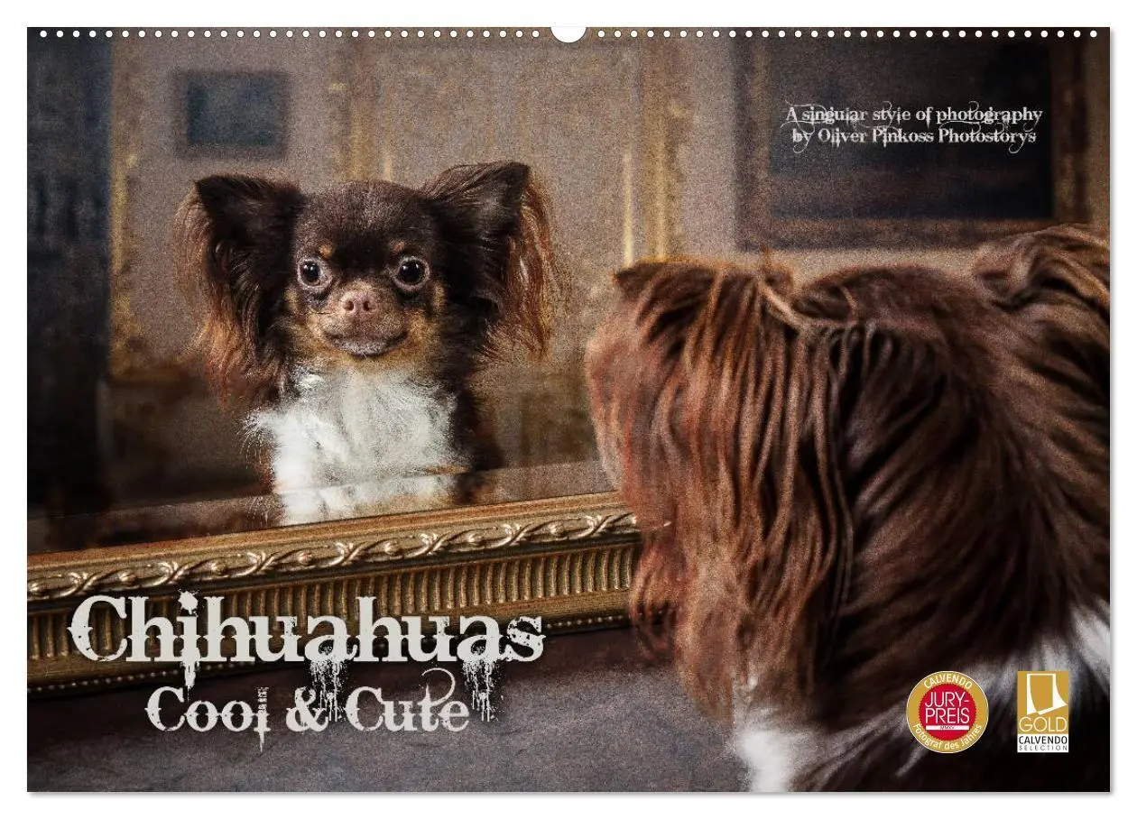 Cover: 9783516161311 | Chihuahuas - Cool and Cute (Wandkalender 2026 DIN A2 quer),...