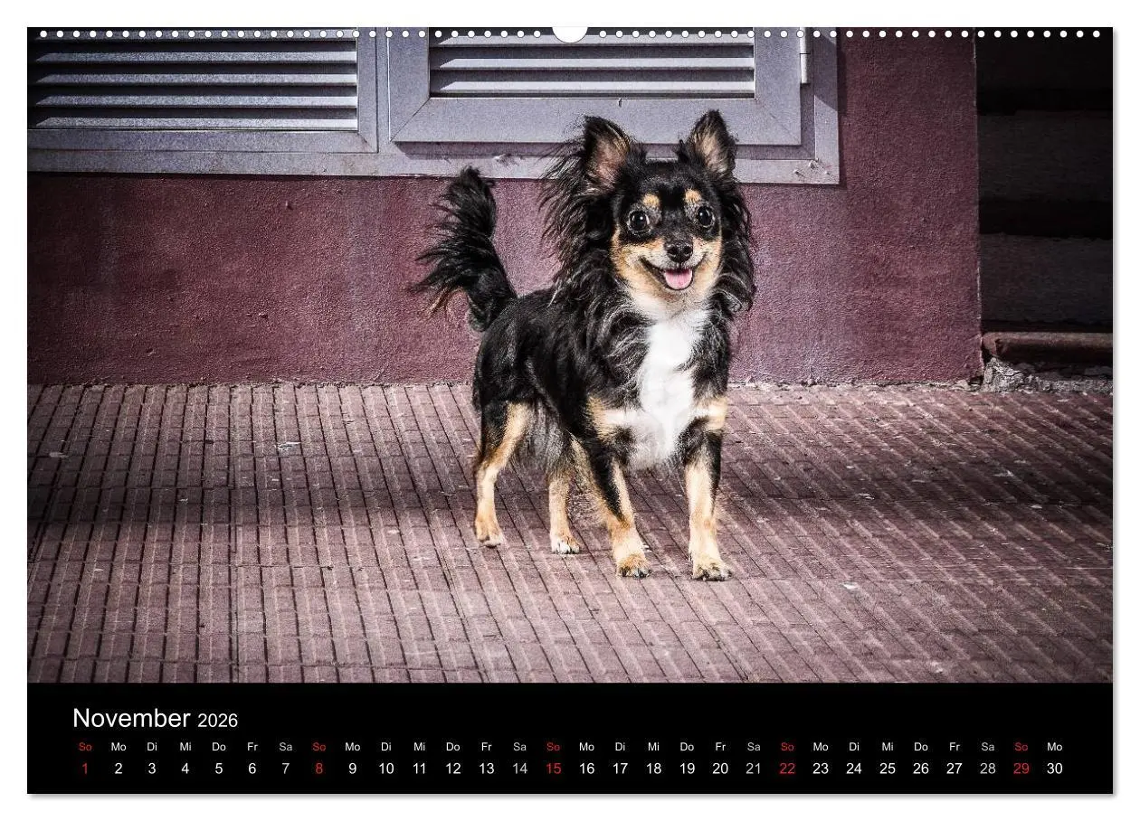 Bild: 9783516161311 | Chihuahuas - Cool and Cute (Wandkalender 2026 DIN A2 quer),...