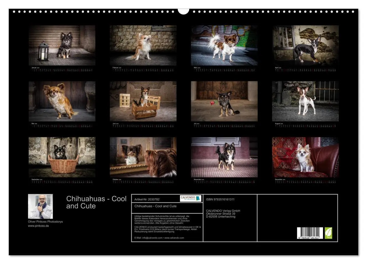 Bild: 9783516161311 | Chihuahuas - Cool and Cute (Wandkalender 2026 DIN A2 quer),...