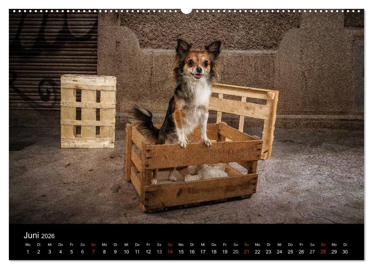 Bild: 9783516161311 | Chihuahuas - Cool and Cute (Wandkalender 2026 DIN A2 quer),...