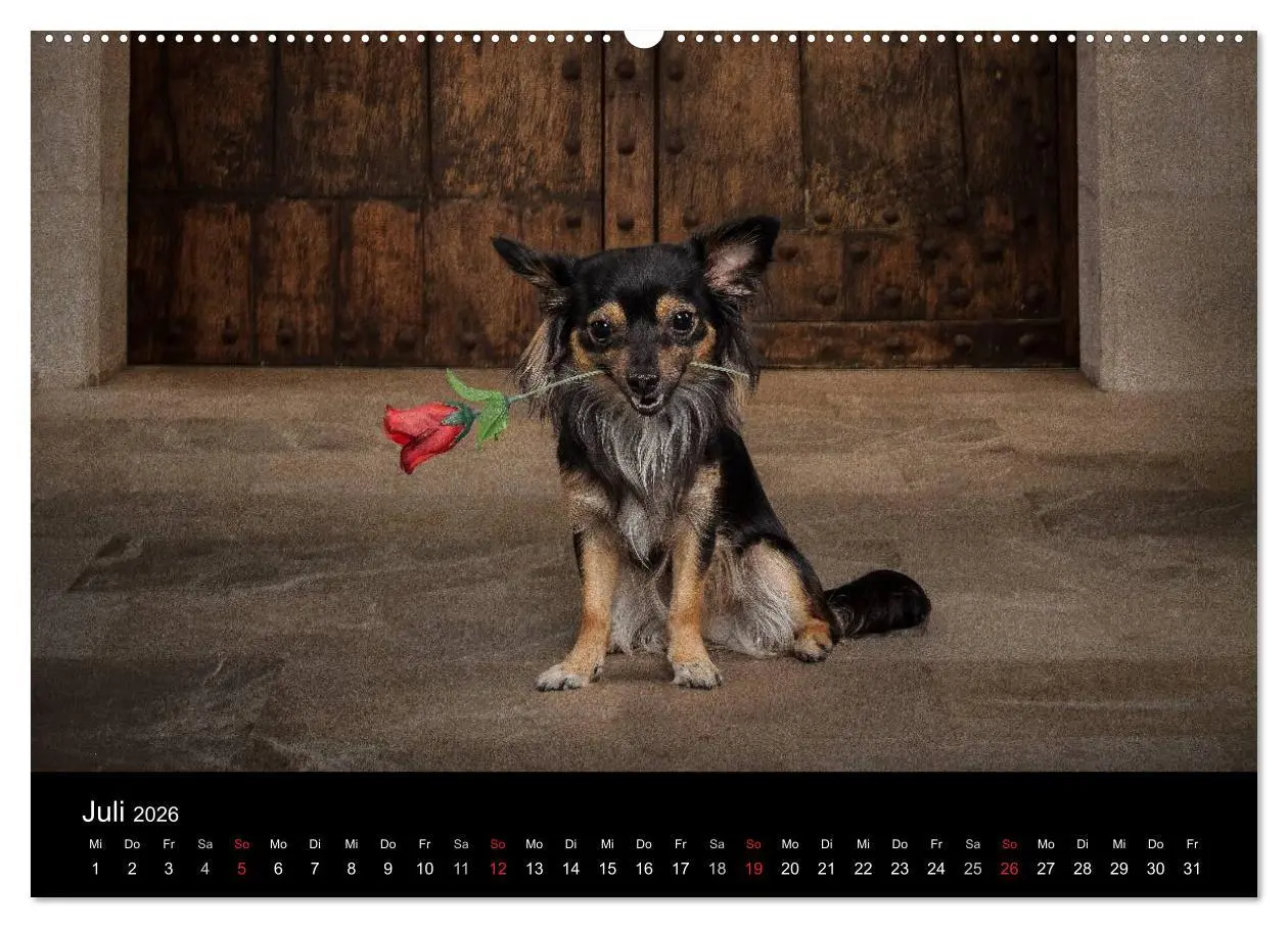 Bild: 9783516161311 | Chihuahuas - Cool and Cute (Wandkalender 2026 DIN A2 quer),...