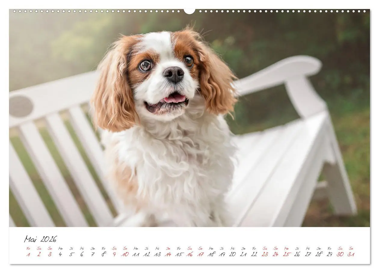 Bild: 9783457431511 | Hunde - Unsere Lieblingsnasen (hochwertiger Premium Wandkalender...