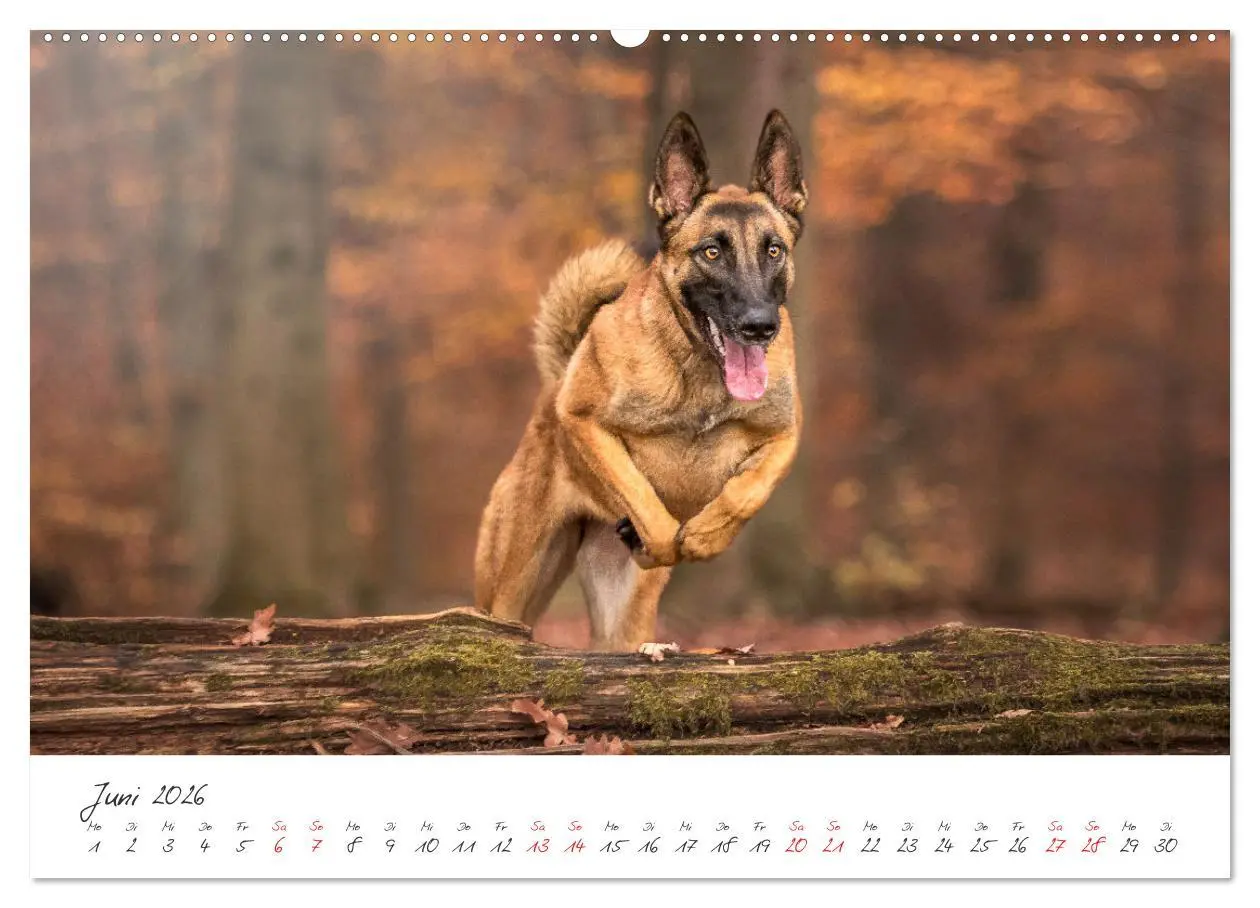 Bild: 9783457431511 | Hunde - Unsere Lieblingsnasen (hochwertiger Premium Wandkalender...
