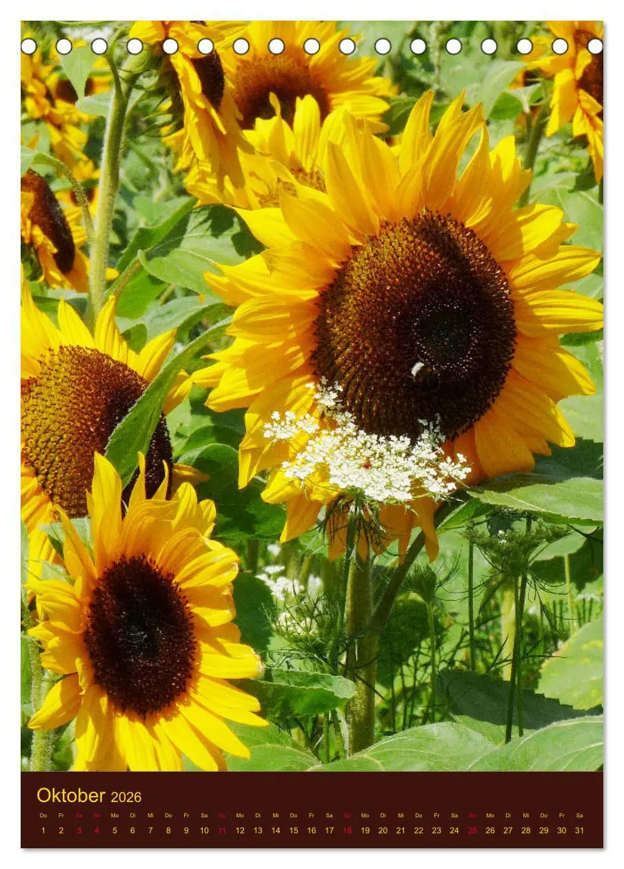 Bild: 9783516381511 | Sonnenblumen - Strahlende Blüten (Tischkalender 2026 DIN A5 hoch),...