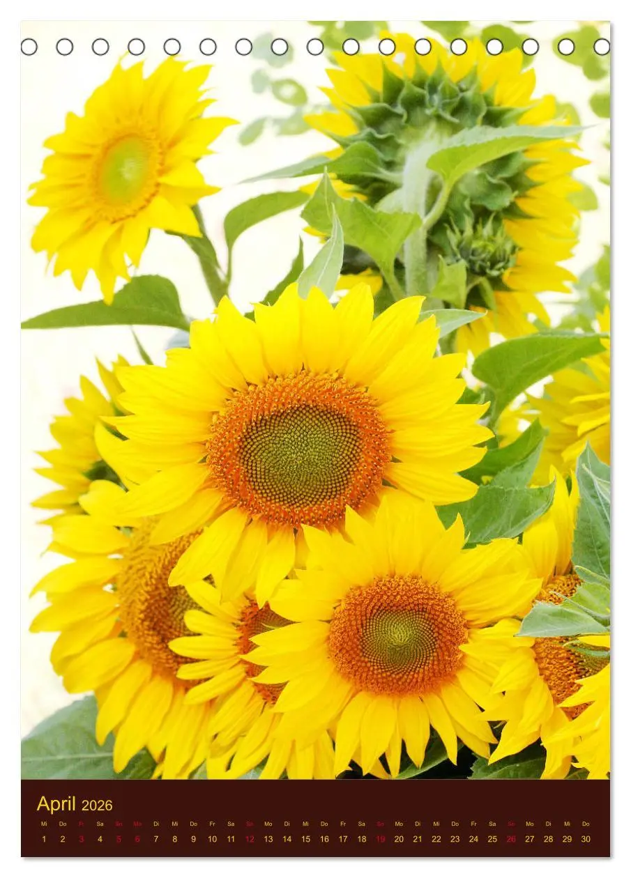 Bild: 9783516381511 | Sonnenblumen - Strahlende Blüten (Tischkalender 2026 DIN A5 hoch),...