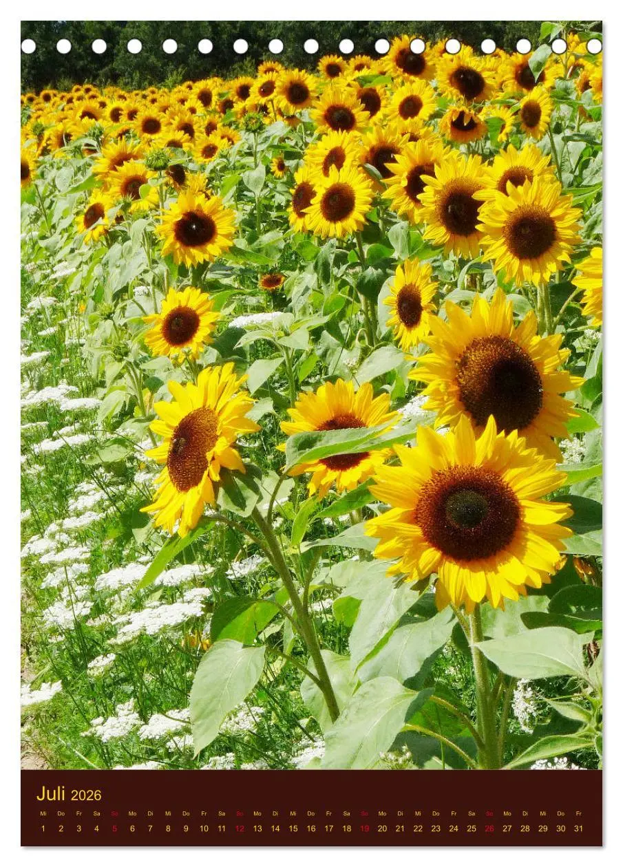 Bild: 9783516381511 | Sonnenblumen - Strahlende Blüten (Tischkalender 2026 DIN A5 hoch),...