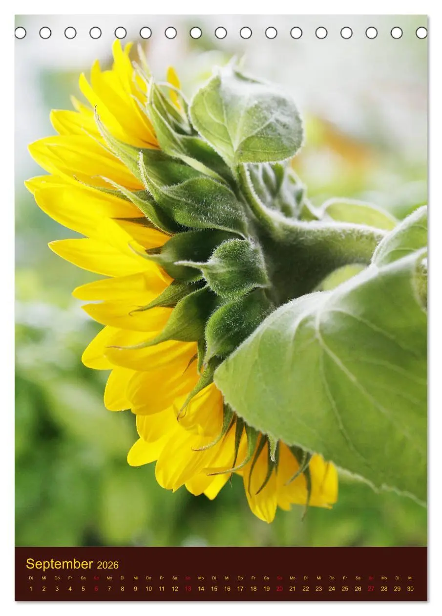 Bild: 9783516381511 | Sonnenblumen - Strahlende Blüten (Tischkalender 2026 DIN A5 hoch),...