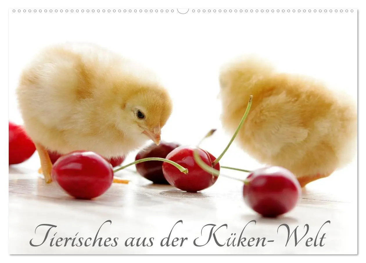 Cover: 9783516041811 | Tierisches aus der Küken-Welt (Wandkalender 2026 DIN A2 quer),...