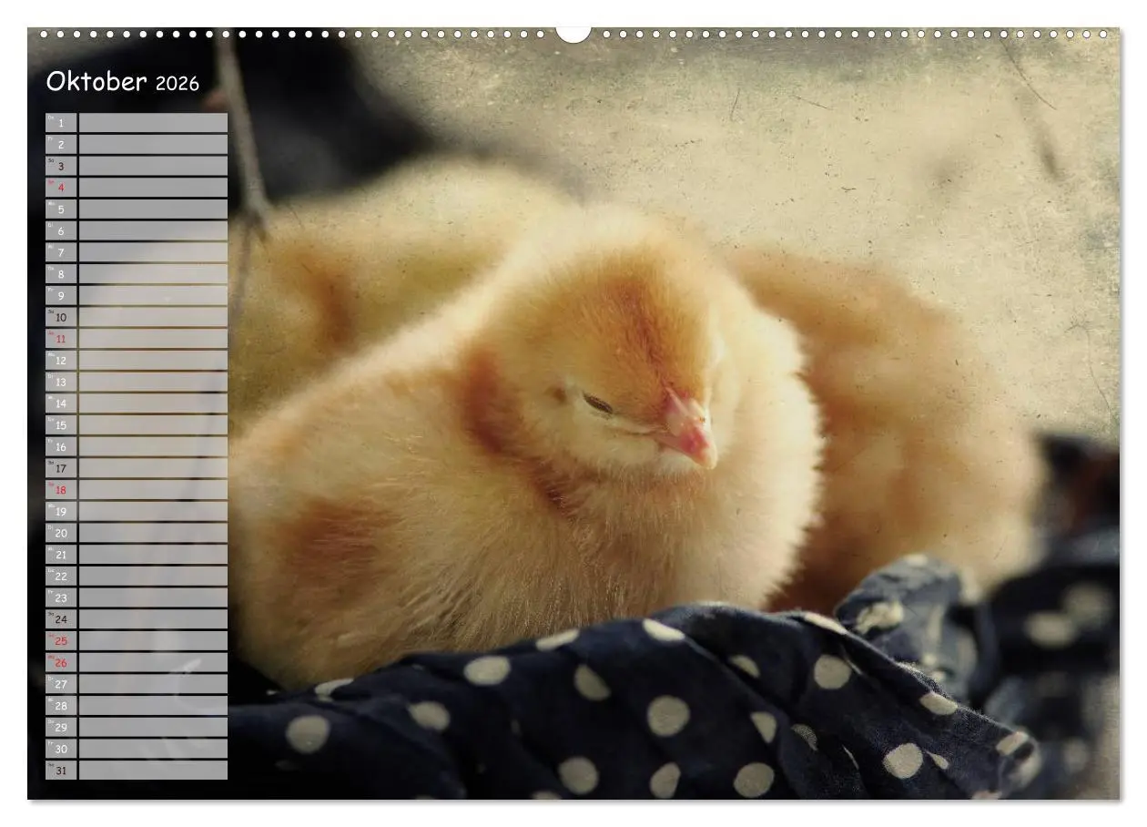 Bild: 9783516041811 | Tierisches aus der Küken-Welt (Wandkalender 2026 DIN A2 quer),...