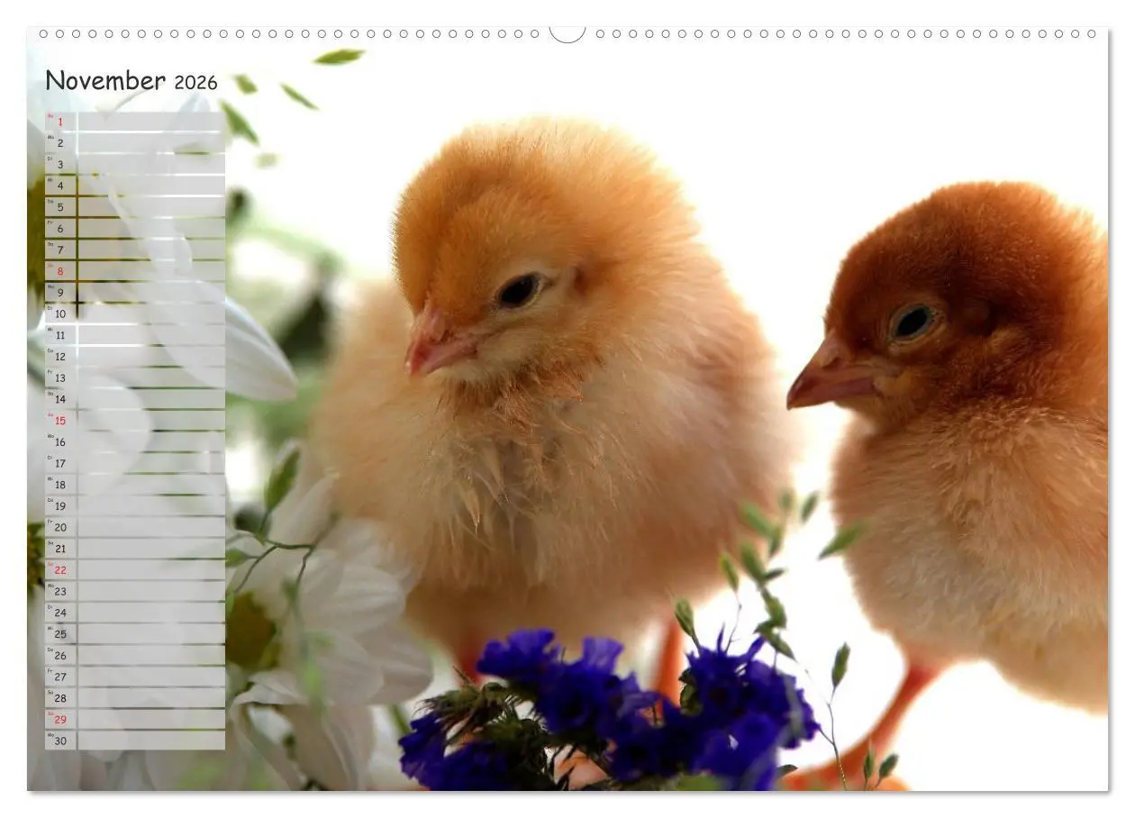 Bild: 9783516041811 | Tierisches aus der Küken-Welt (Wandkalender 2026 DIN A2 quer),...