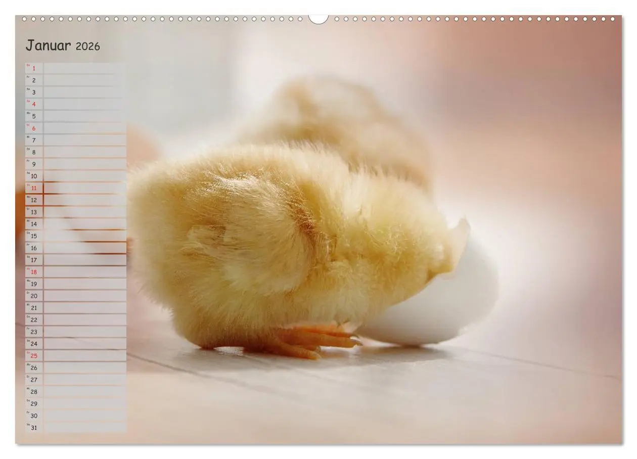 Bild: 9783516041811 | Tierisches aus der Küken-Welt (Wandkalender 2026 DIN A2 quer),...