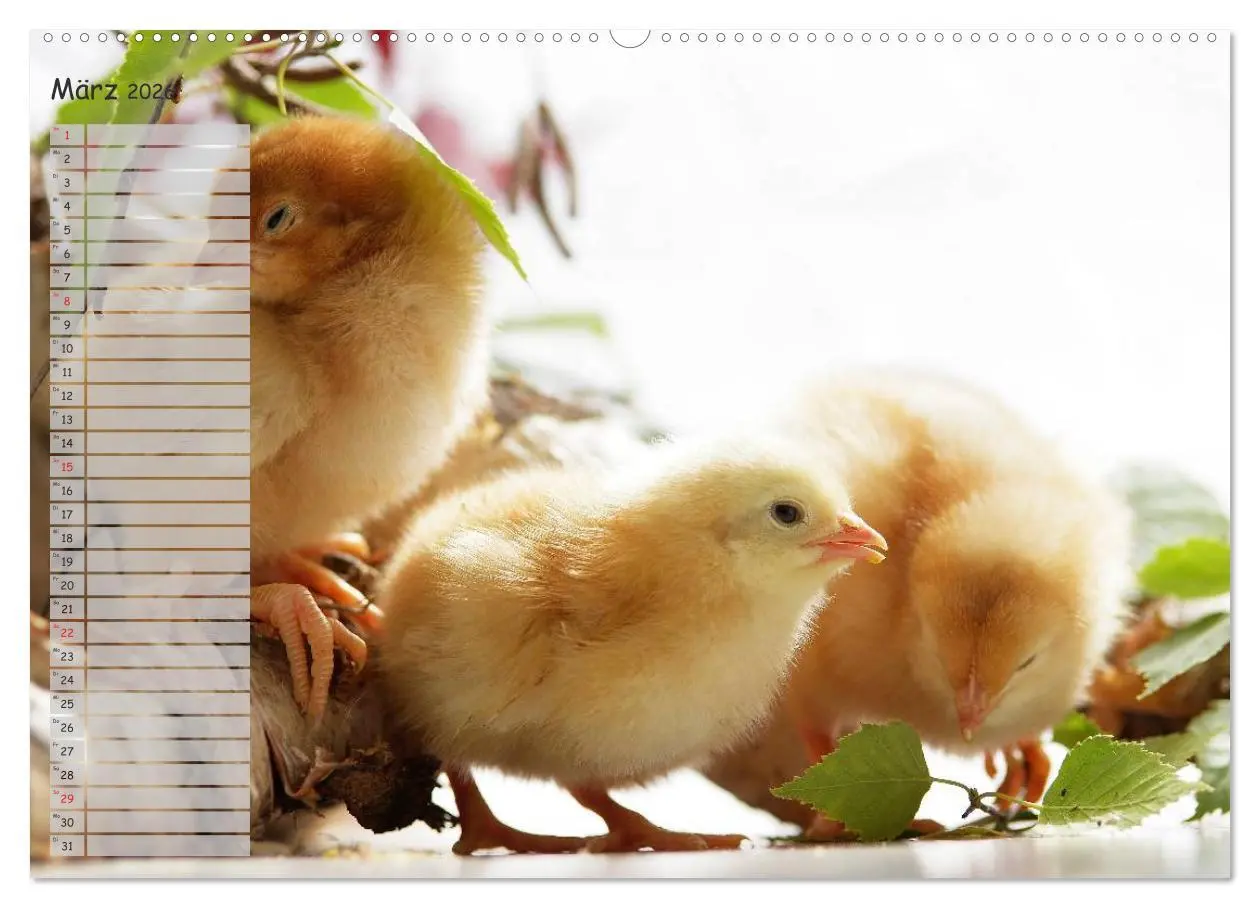 Bild: 9783516041811 | Tierisches aus der Küken-Welt (Wandkalender 2026 DIN A2 quer),...