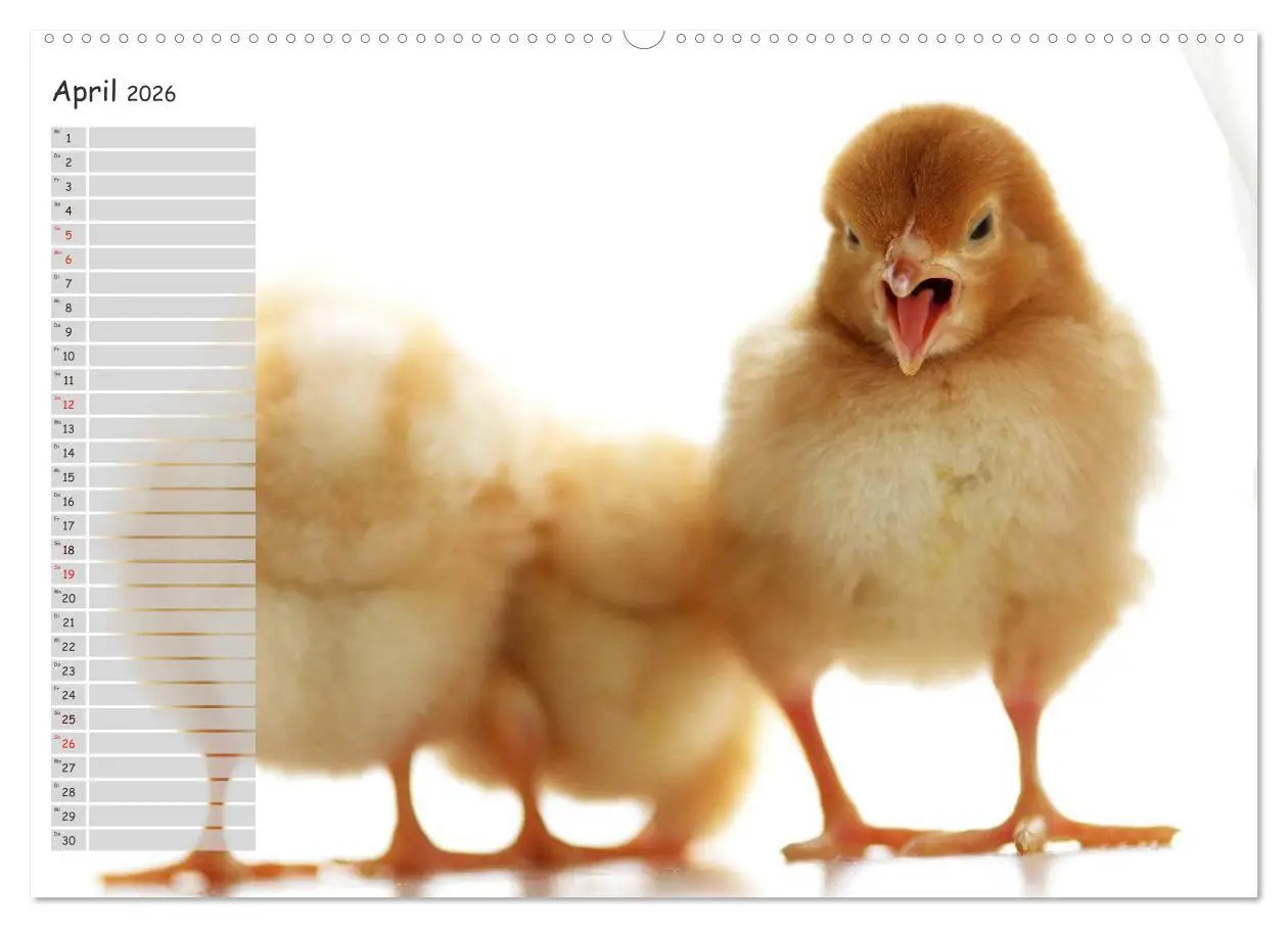 Bild: 9783516041811 | Tierisches aus der Küken-Welt (Wandkalender 2026 DIN A2 quer),...