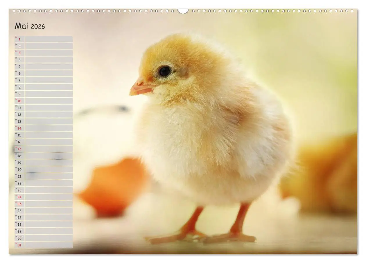 Bild: 9783516041811 | Tierisches aus der Küken-Welt (Wandkalender 2026 DIN A2 quer),...