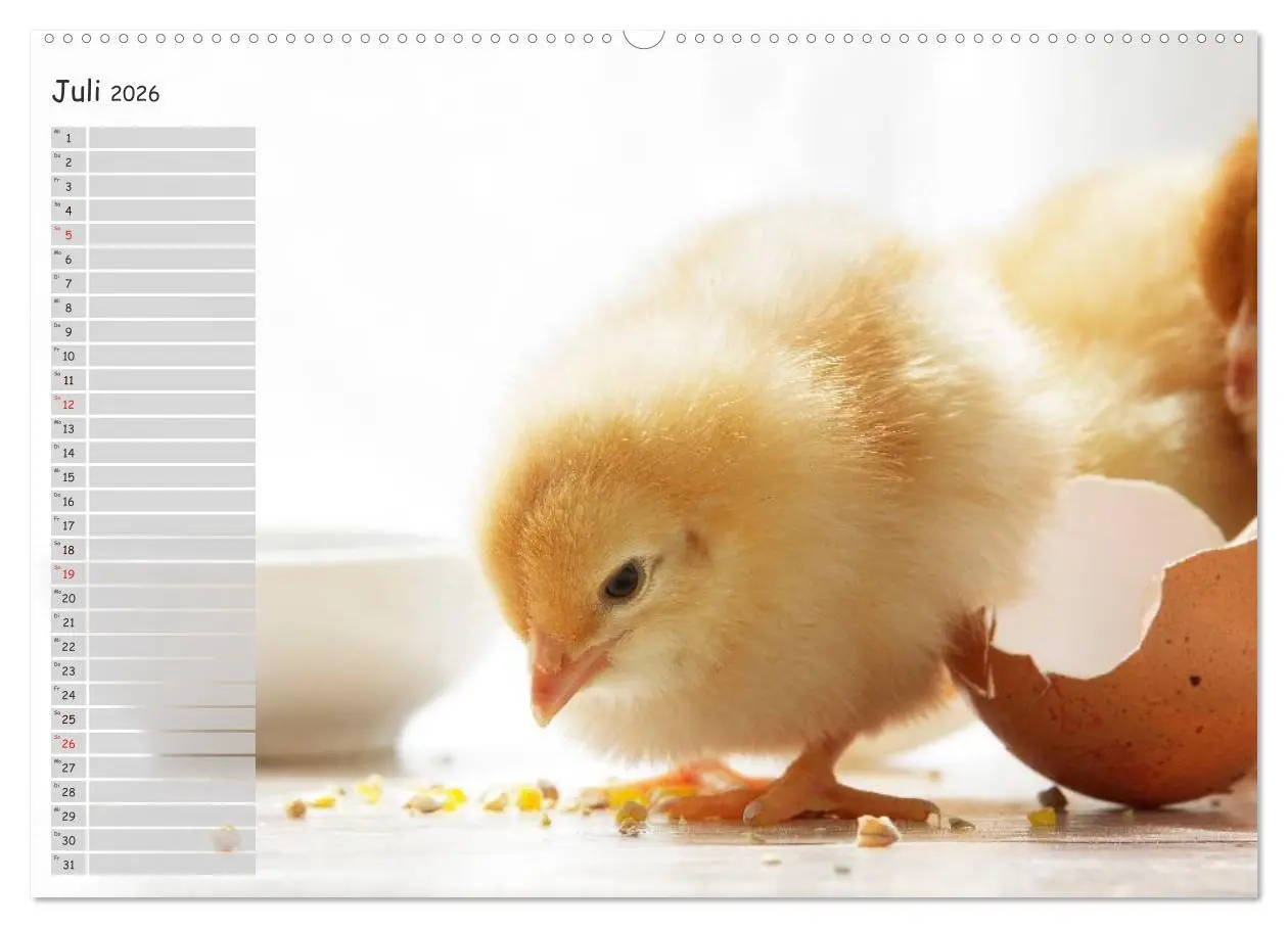 Bild: 9783516041811 | Tierisches aus der Küken-Welt (Wandkalender 2026 DIN A2 quer),...