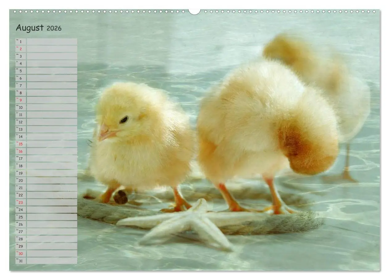 Bild: 9783516041811 | Tierisches aus der Küken-Welt (Wandkalender 2026 DIN A2 quer),...