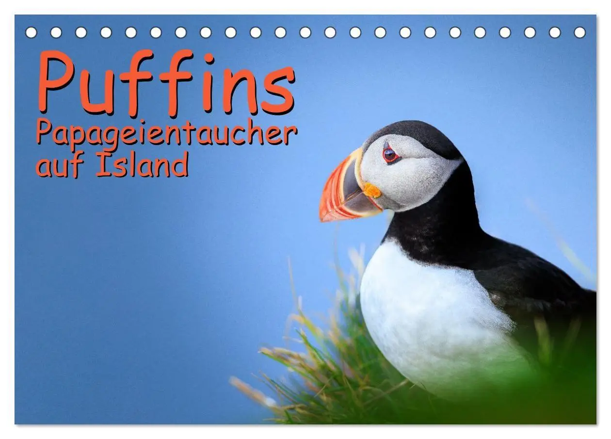 Cover: 9783516661811 | Puffins - Papageientaucher auf Island (Tischkalender 2026 DIN A5...
