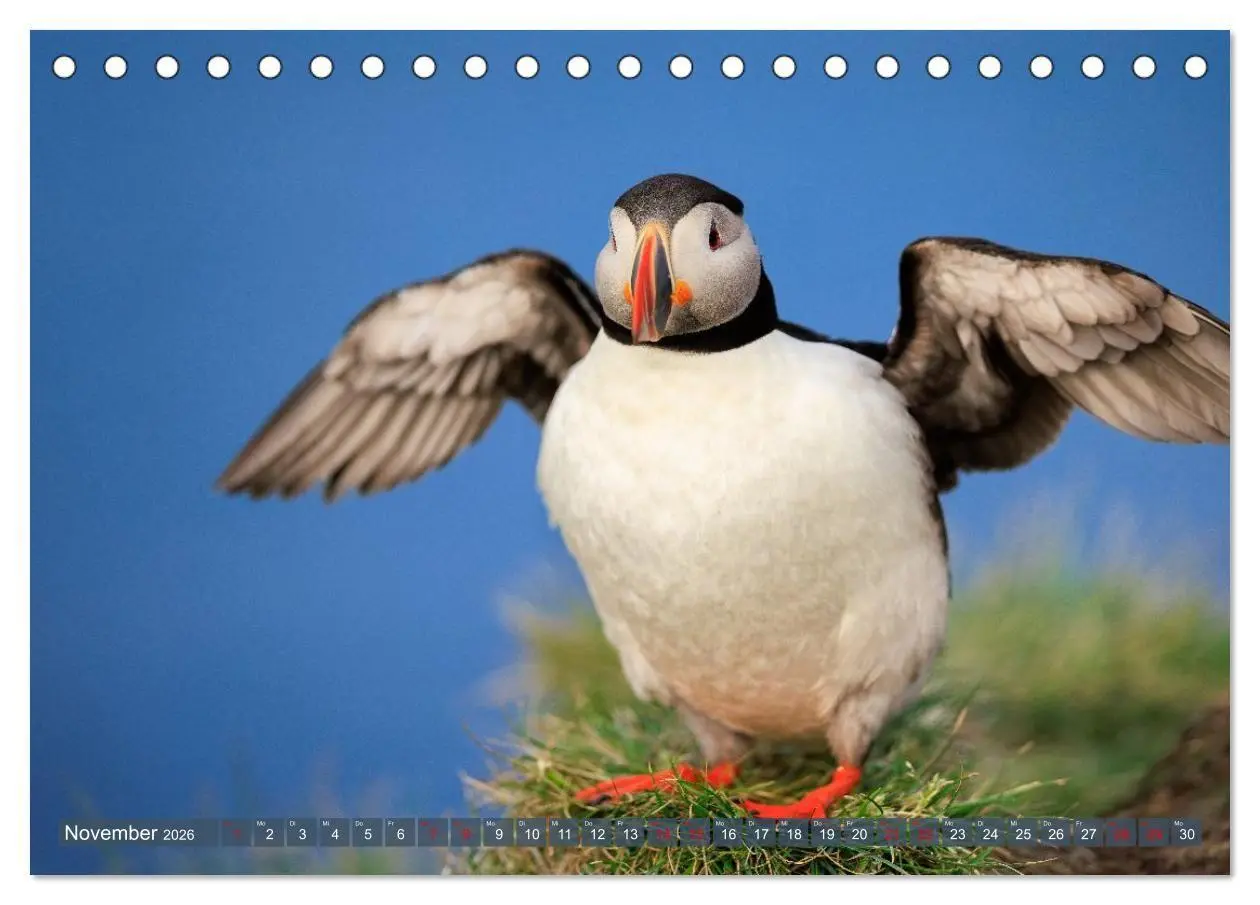 Bild: 9783516661811 | Puffins - Papageientaucher auf Island (Tischkalender 2026 DIN A5...