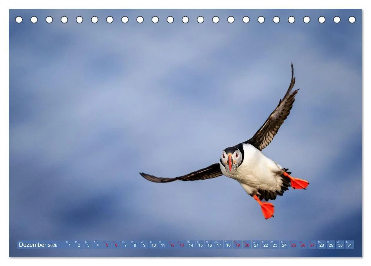 Bild: 9783516661811 | Puffins - Papageientaucher auf Island (Tischkalender 2026 DIN A5...