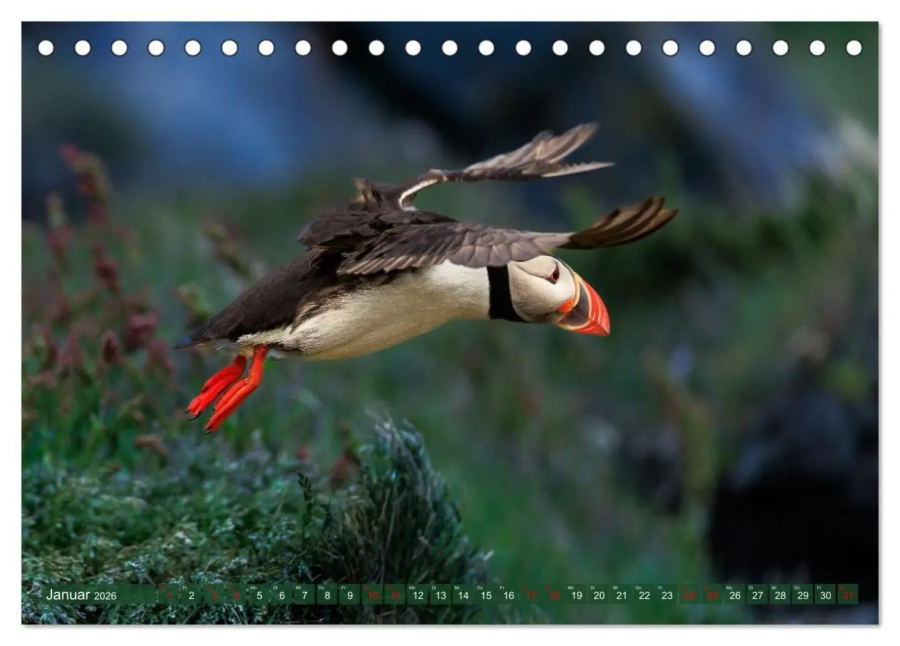 Bild: 9783516661811 | Puffins - Papageientaucher auf Island (Tischkalender 2026 DIN A5...