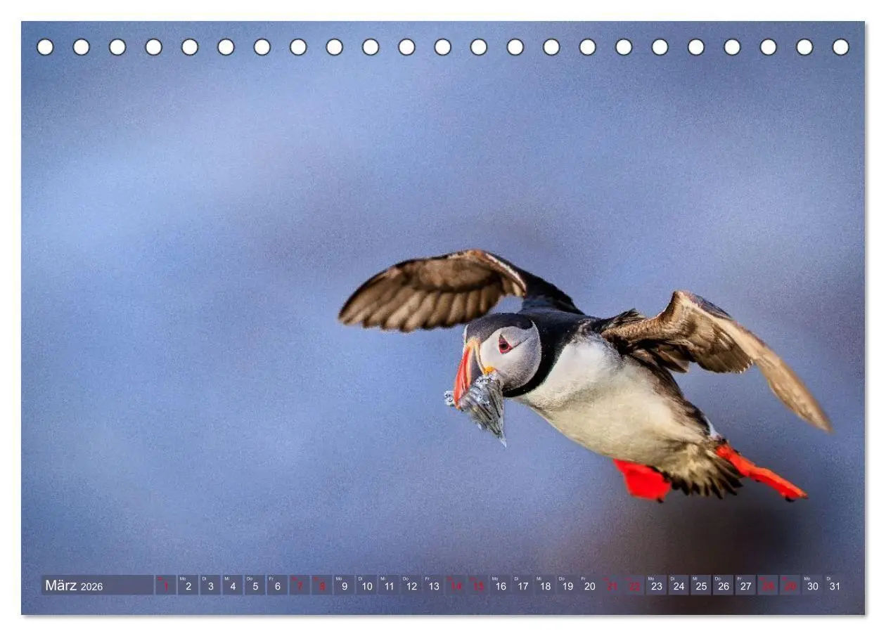 Bild: 9783516661811 | Puffins - Papageientaucher auf Island (Tischkalender 2026 DIN A5...