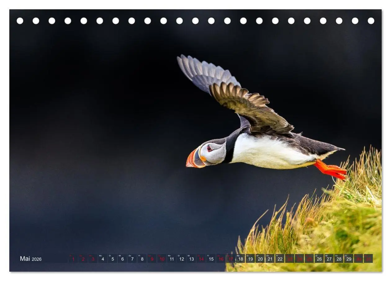 Bild: 9783516661811 | Puffins - Papageientaucher auf Island (Tischkalender 2026 DIN A5...