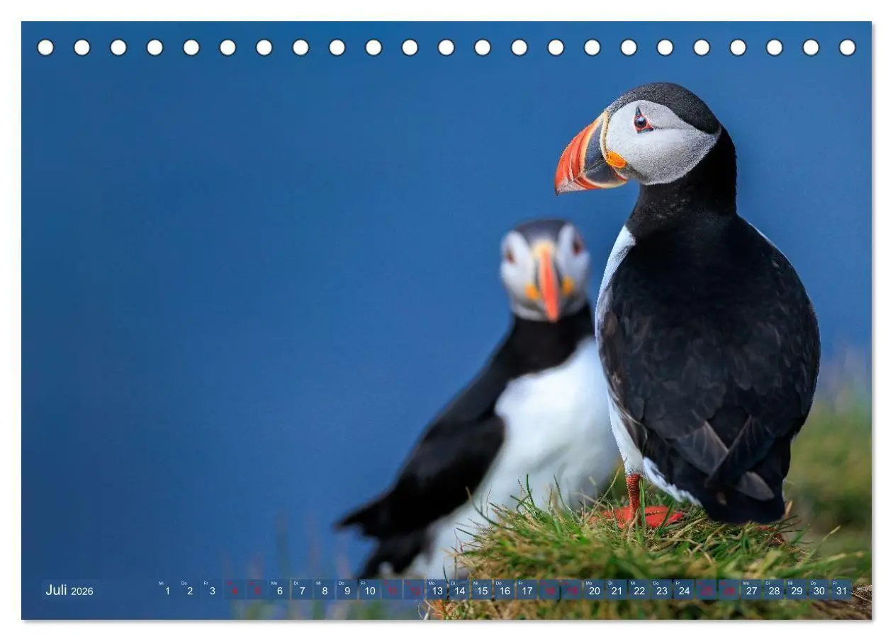 Bild: 9783516661811 | Puffins - Papageientaucher auf Island (Tischkalender 2026 DIN A5...