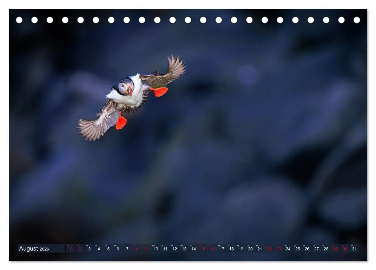 Bild: 9783516661811 | Puffins - Papageientaucher auf Island (Tischkalender 2026 DIN A5...
