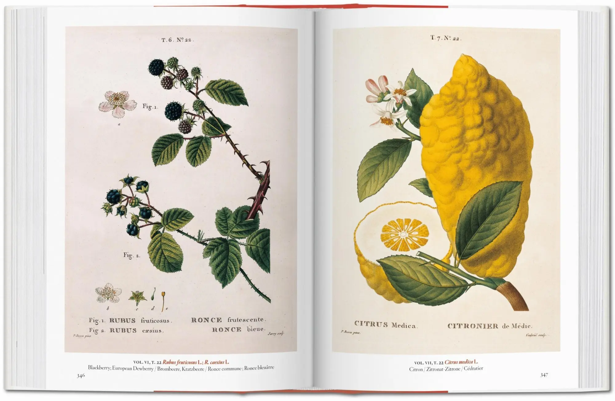 Bild: 9783836591911 | A Garden Eden. Masterpieces of Botanical Illustration. 40th Ed. | Lack