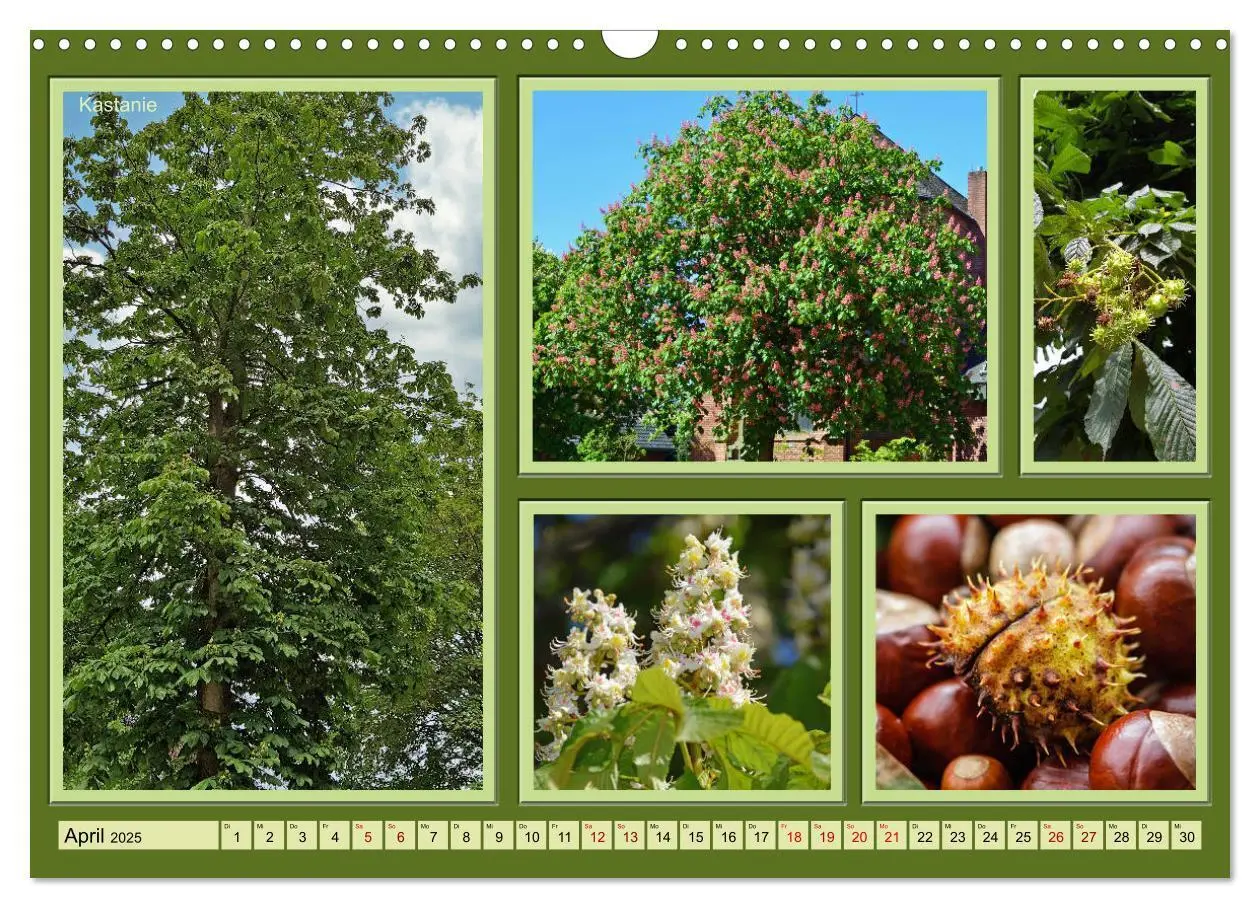 Bild: 9783435122011 | Bäume Kleiner Naturführer (Wandkalender 2025 DIN A3 quer), CALVENDO...