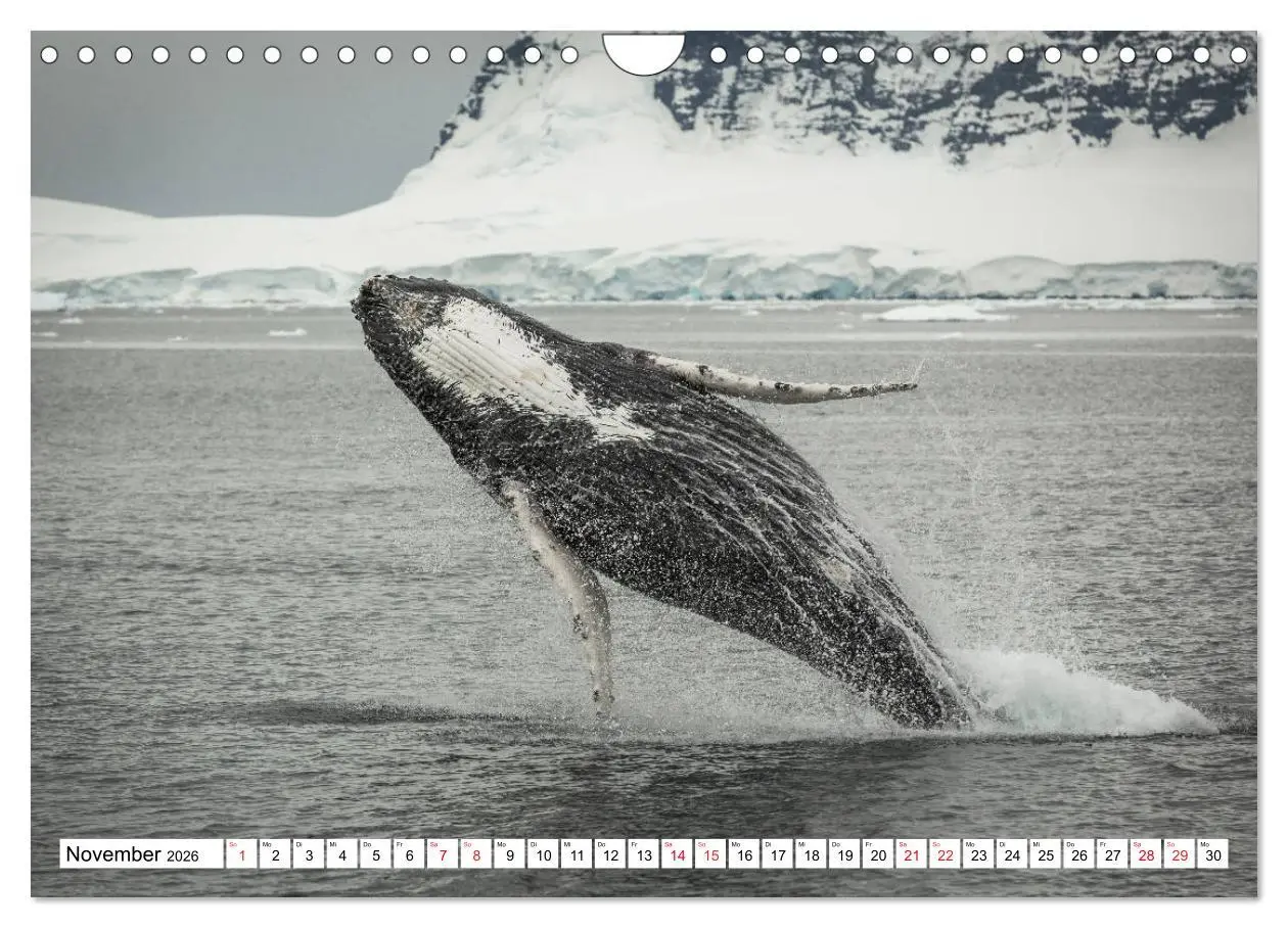 Bild: 9783457692011 | Faszination Antarktis (Wandkalender 2026 DIN A4 quer), CALVENDO...