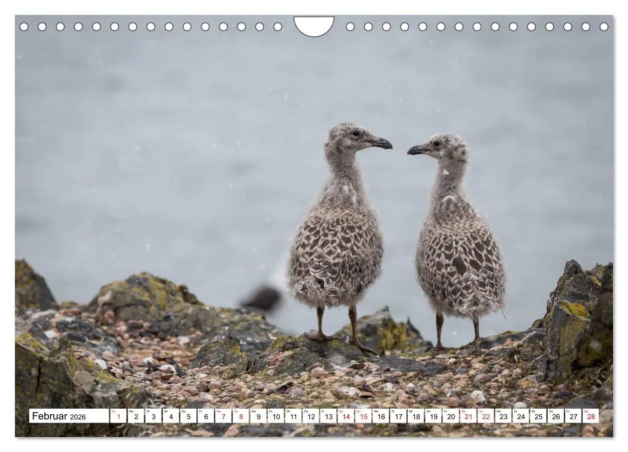 Bild: 9783457692011 | Faszination Antarktis (Wandkalender 2026 DIN A4 quer), CALVENDO...