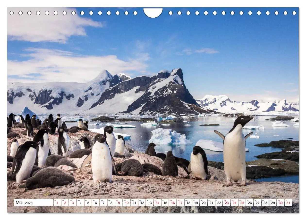 Bild: 9783457692011 | Faszination Antarktis (Wandkalender 2026 DIN A4 quer), CALVENDO...