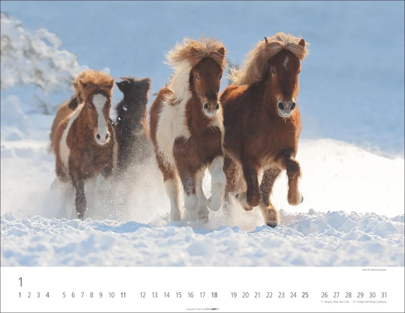 Bild: 9783839902011 | Islandpferde Kalender 2026 | Sabine Stuewer | Kalender | Spiralbindung