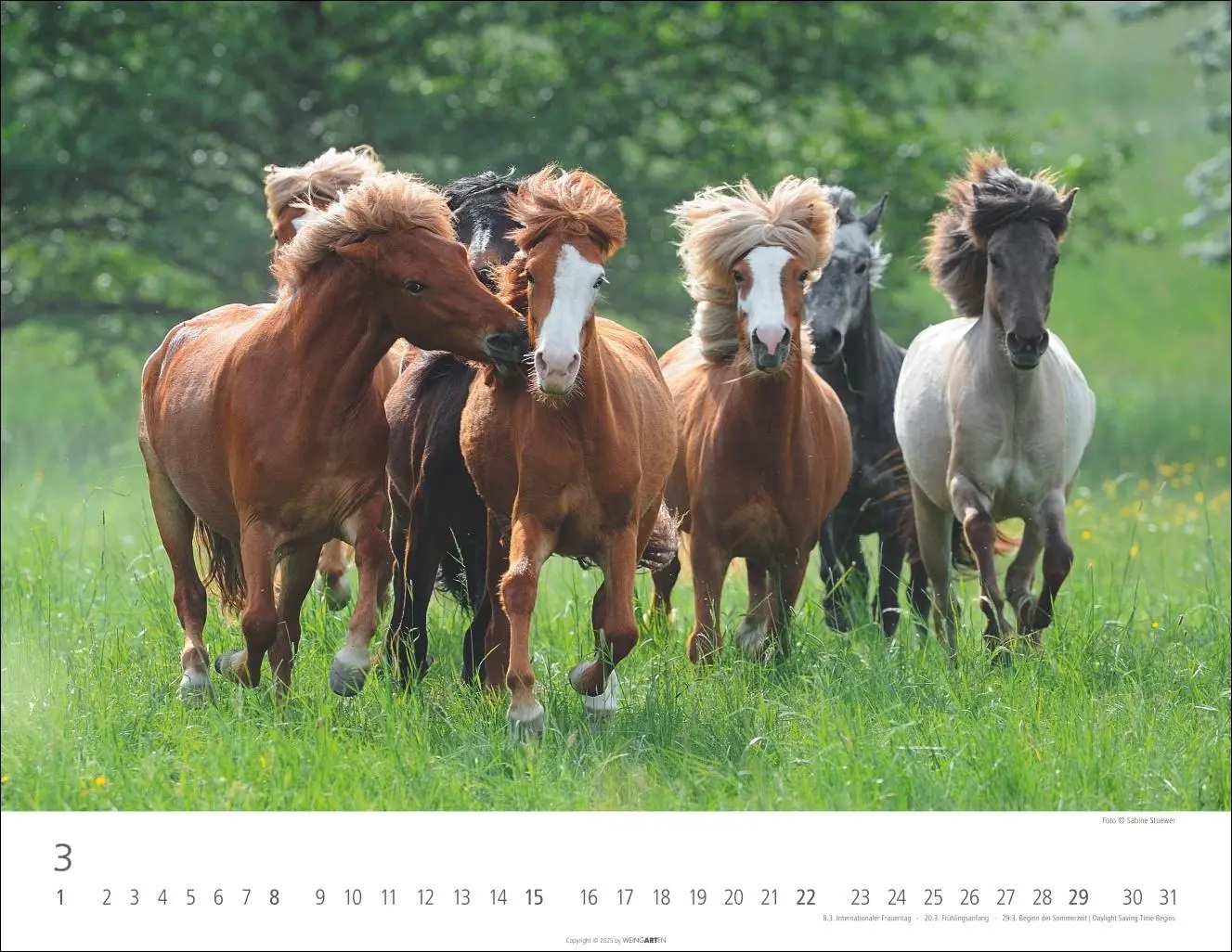Bild: 9783839902011 | Islandpferde Kalender 2026 | Sabine Stuewer | Kalender | Spiralbindung