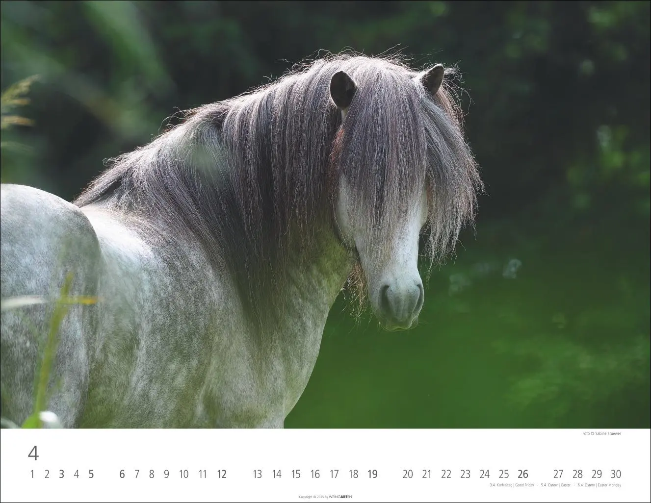 Bild: 9783839902011 | Islandpferde Kalender 2026 | Sabine Stuewer | Kalender | Spiralbindung