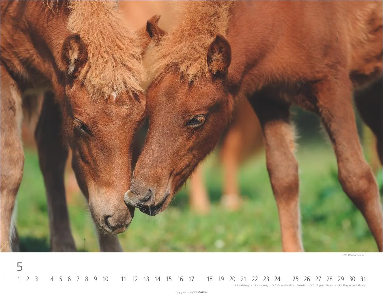 Bild: 9783839902011 | Islandpferde Kalender 2026 | Sabine Stuewer | Kalender | Spiralbindung