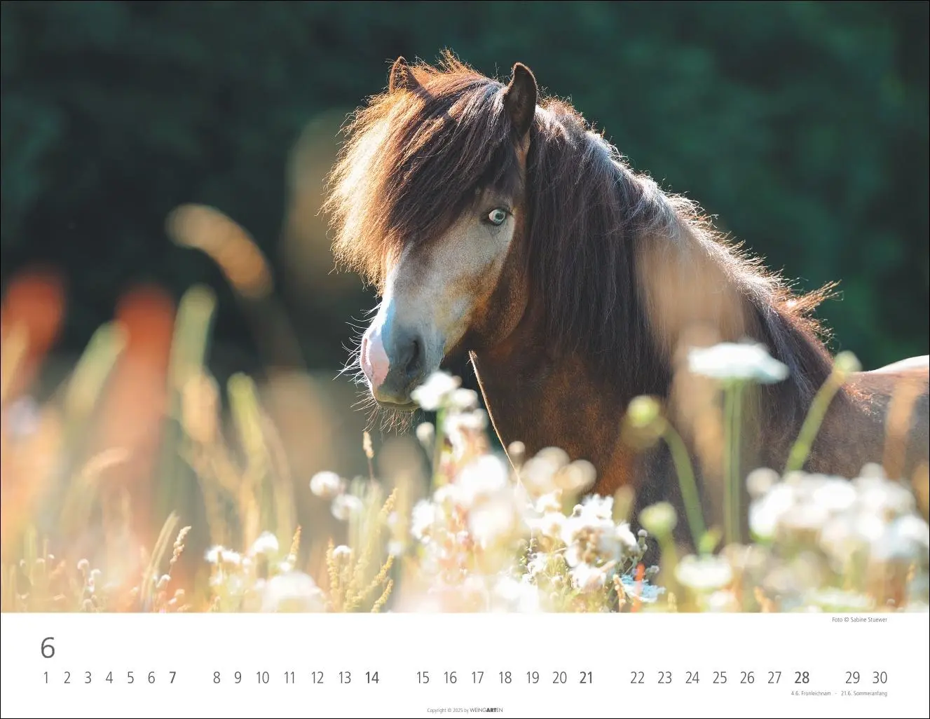 Bild: 9783839902011 | Islandpferde Kalender 2026 | Sabine Stuewer | Kalender | Spiralbindung